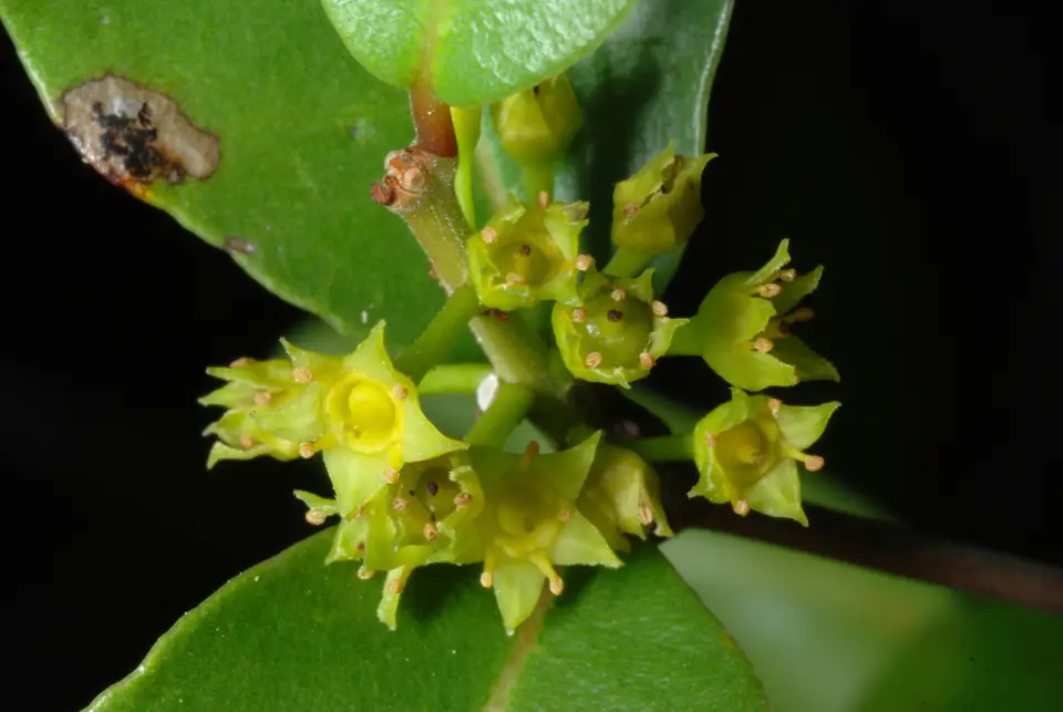 Darlingplum (Reynosia septentrionalis)