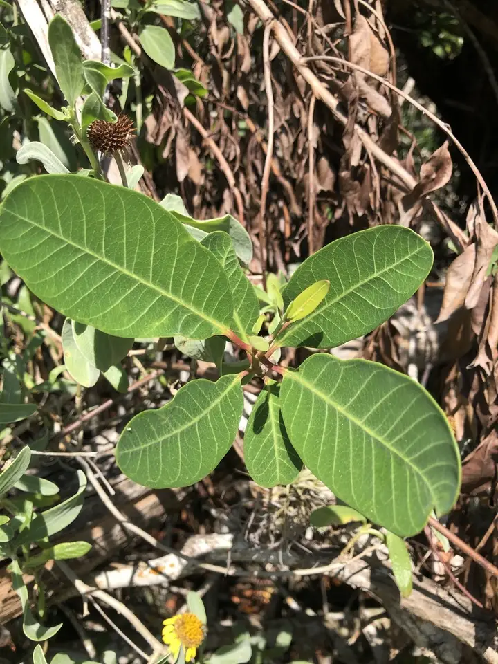 Mangrovevine (Rhabdadenia biflora)