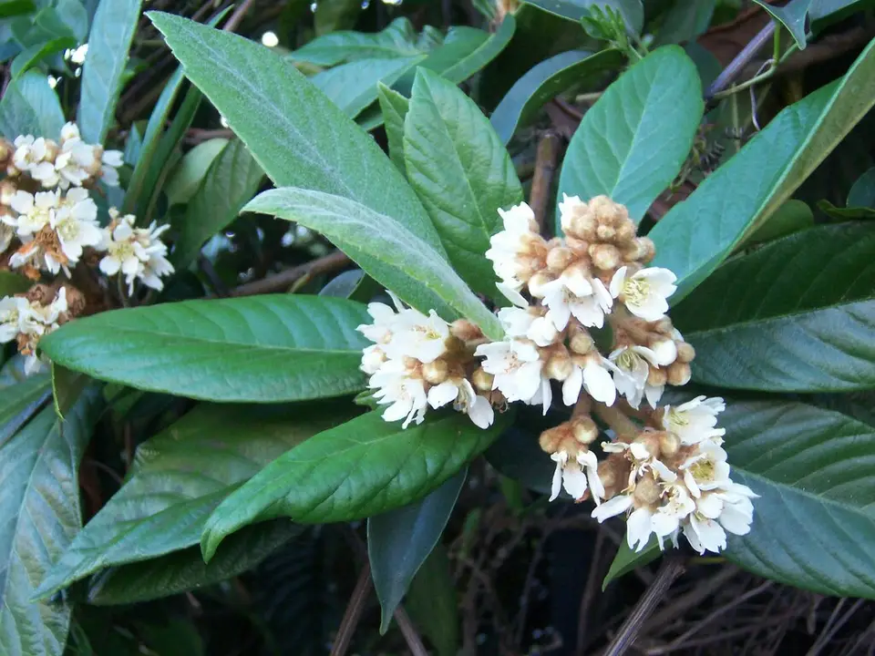 Rhaphiolepis bibas (Rhaphiolepis bibas)