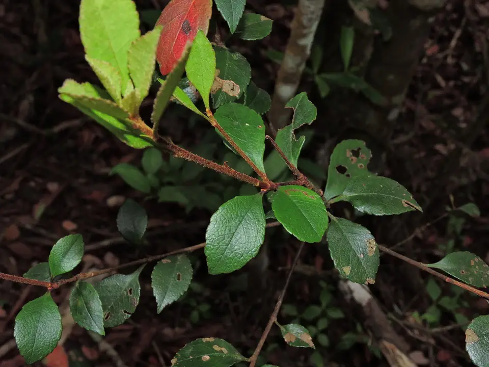 Indian Hawthorn (Rhaphiolepis indica)
