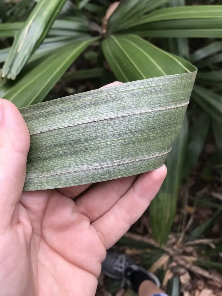Needle Palm (Rhapidophyllum hystrix)