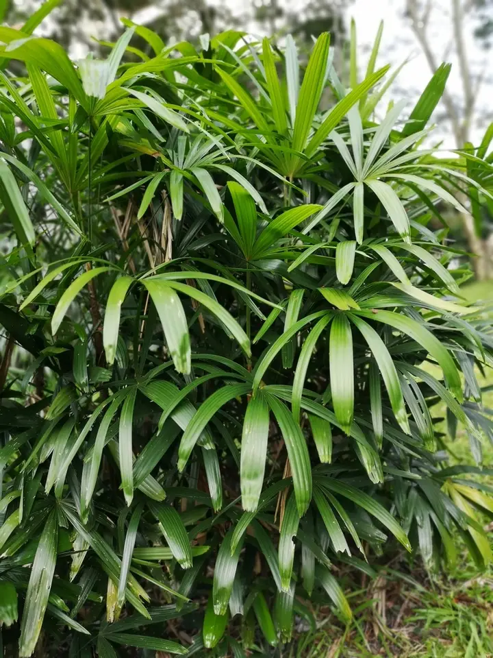 Little Lady Palm (Rhapis excelsa)