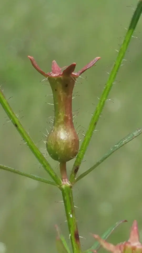 West Indian Meadowbeauty (Rhexia cubensis)