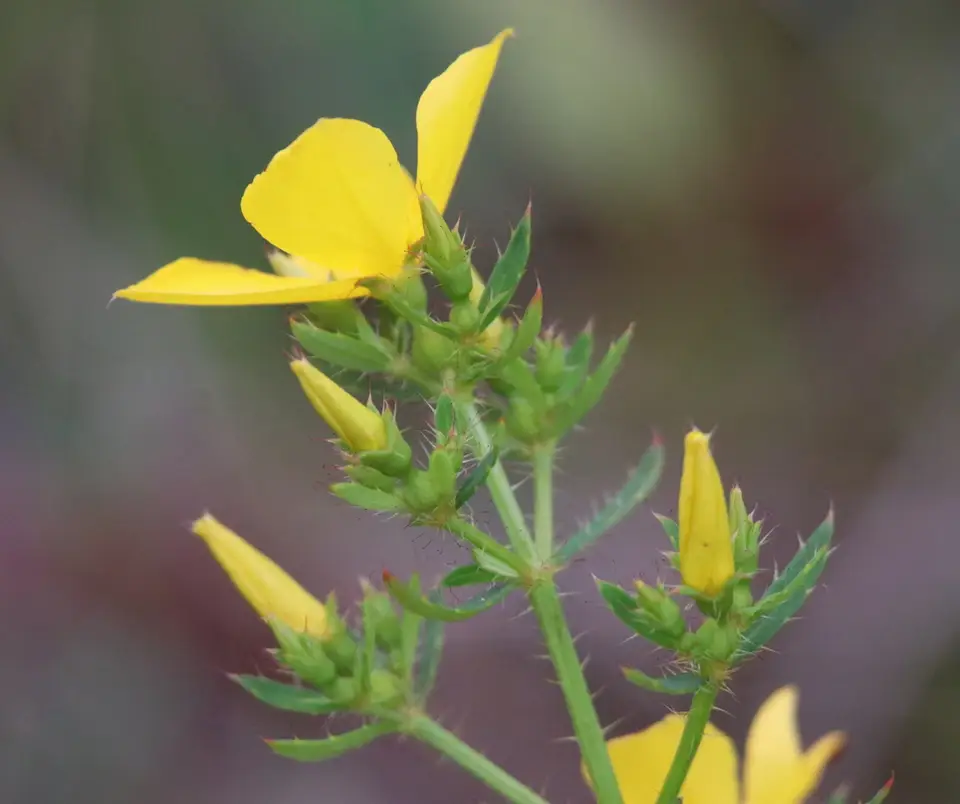 Yellow Meadowbeauty (Rhexia lutea)