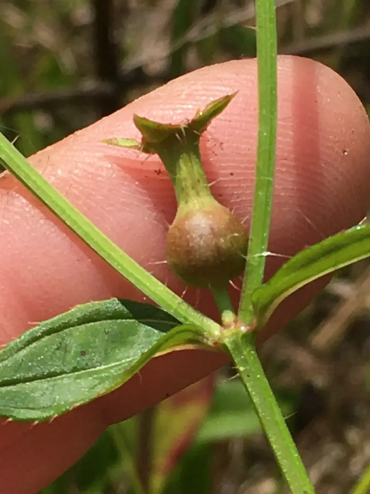 Maryland Meadowbeauty (Rhexia mariana)