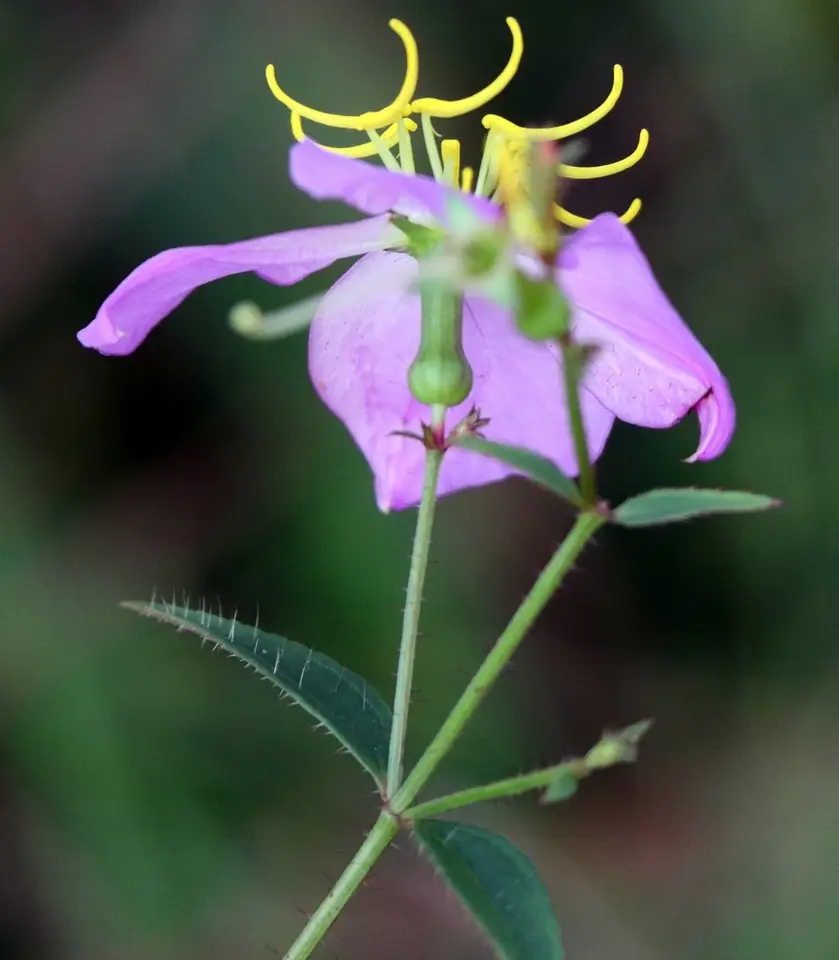 Maid Marian (Rhexia nashii)