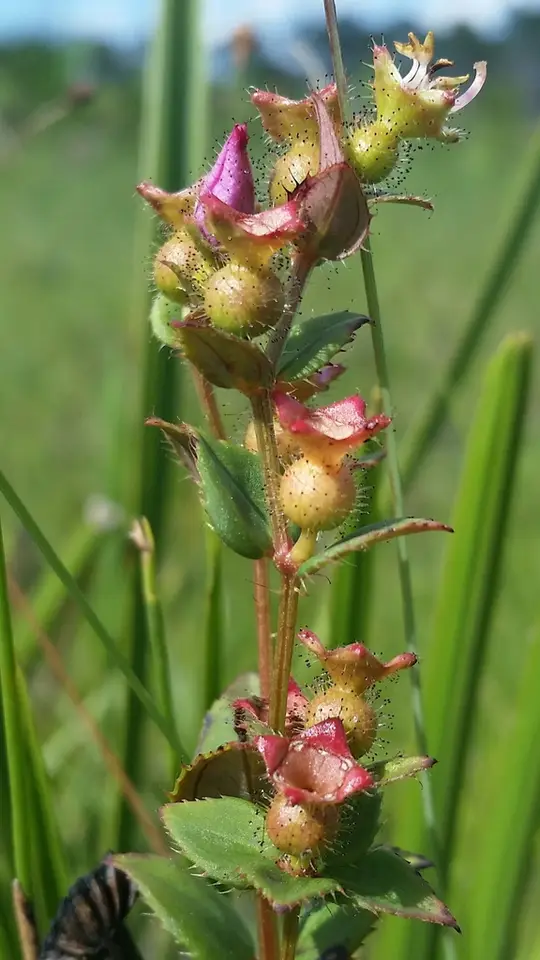 Nuttall's Meadowbeauty (Rhexia nuttallii)