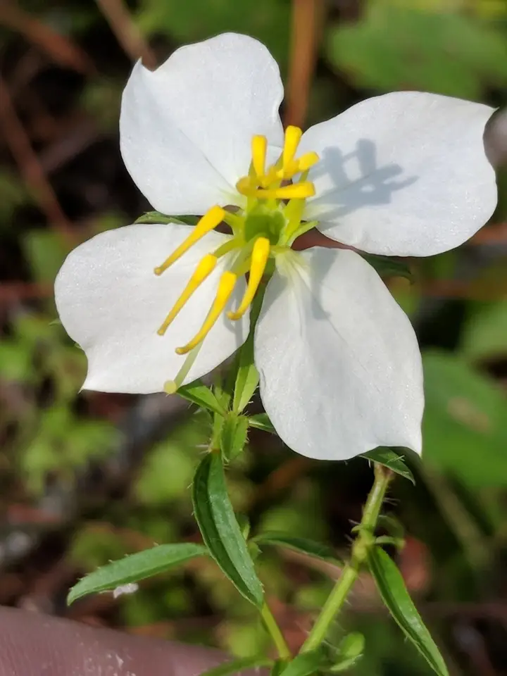 White Meadowbeauty (Rhexia parviflora)