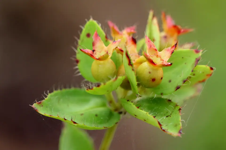 Short-Stemmed Meadowbeauty (Rhexia petiolata)