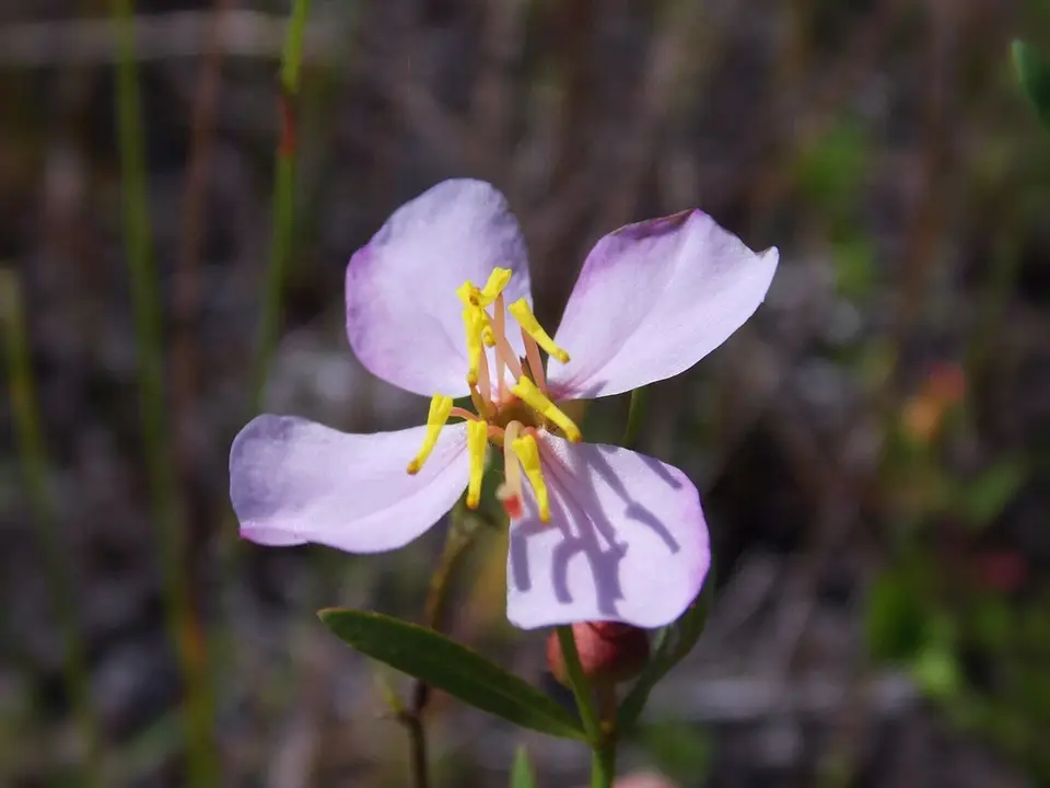 Panhandle Meadowbeauty (Rhexia salicifolia)