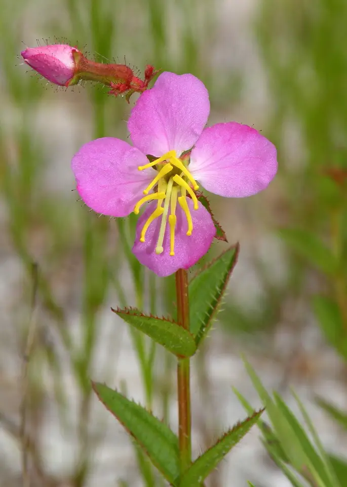 Virginia Meadowbeauty (Rhexia virginica)