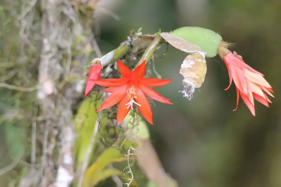 Easter Cactus (Rhipsalidopsis gaertneri)