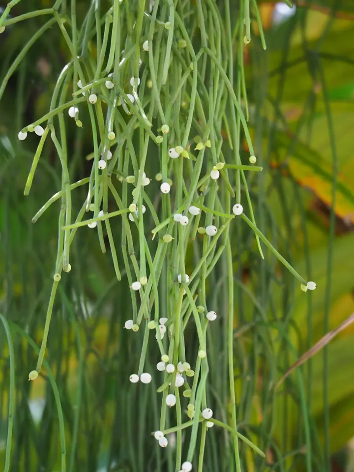 Mistletoe Cactus (Rhipsalis baccifera)