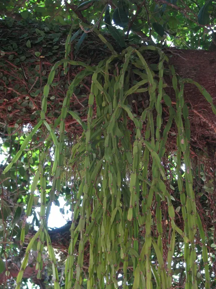 Chain Cactus (Rhipsalis paradoxa)