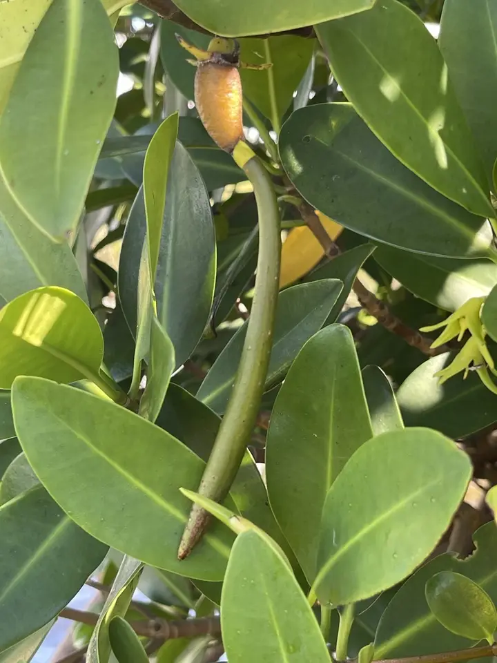 Red Mangrove (Rhizophora mangle)