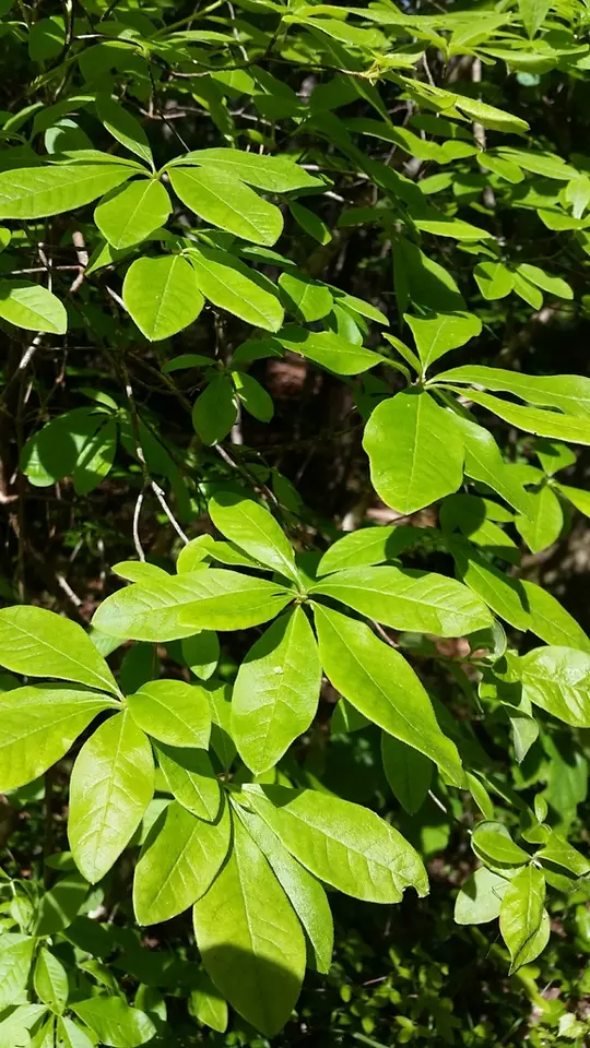Alabama Azalea (Rhododendron alabamense)