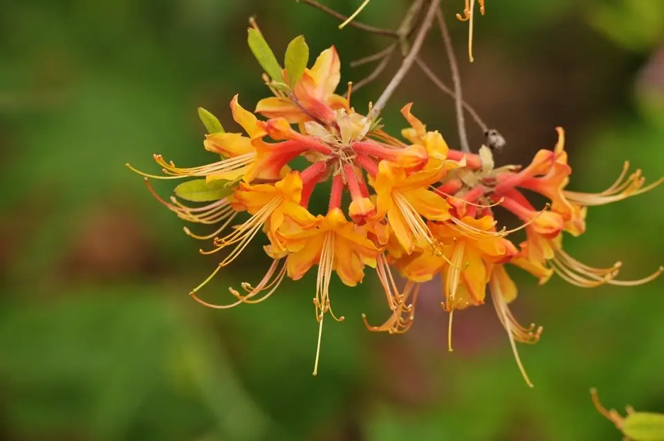 Orange Azalea (Rhododendron austrinum)