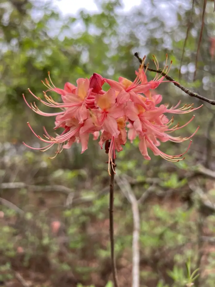 Rhododendron austrinum × canescens (Rhododendron austrinum × canescens)
