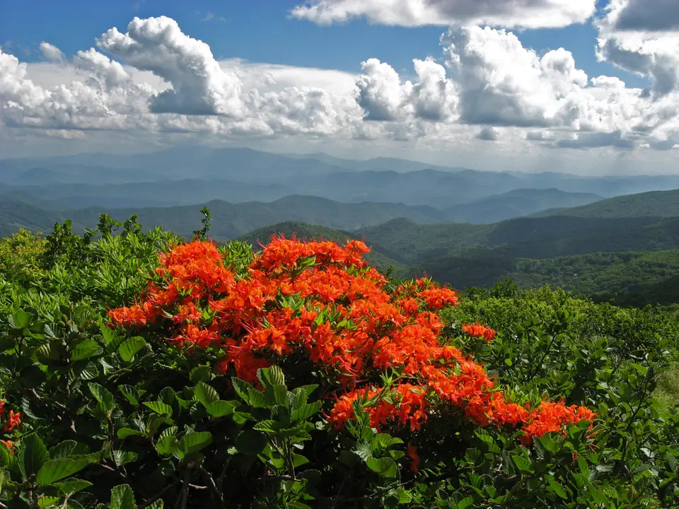 Flame Azalea (Rhododendron calendulaceum)