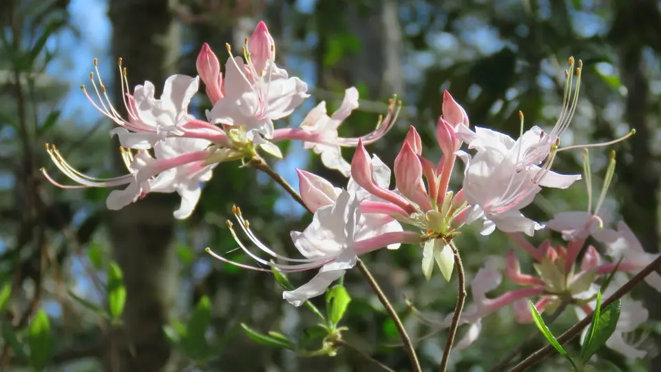 Mountain Azalea (Rhododendron canescens)