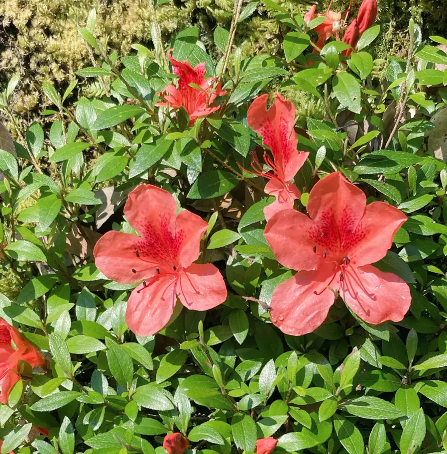 Southern Indian Azalea (Rhododendron indicum)