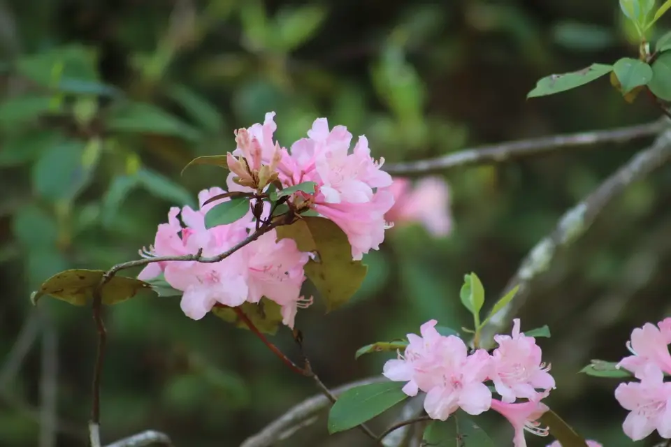 Gorge Rhododendron (Rhododendron minus)