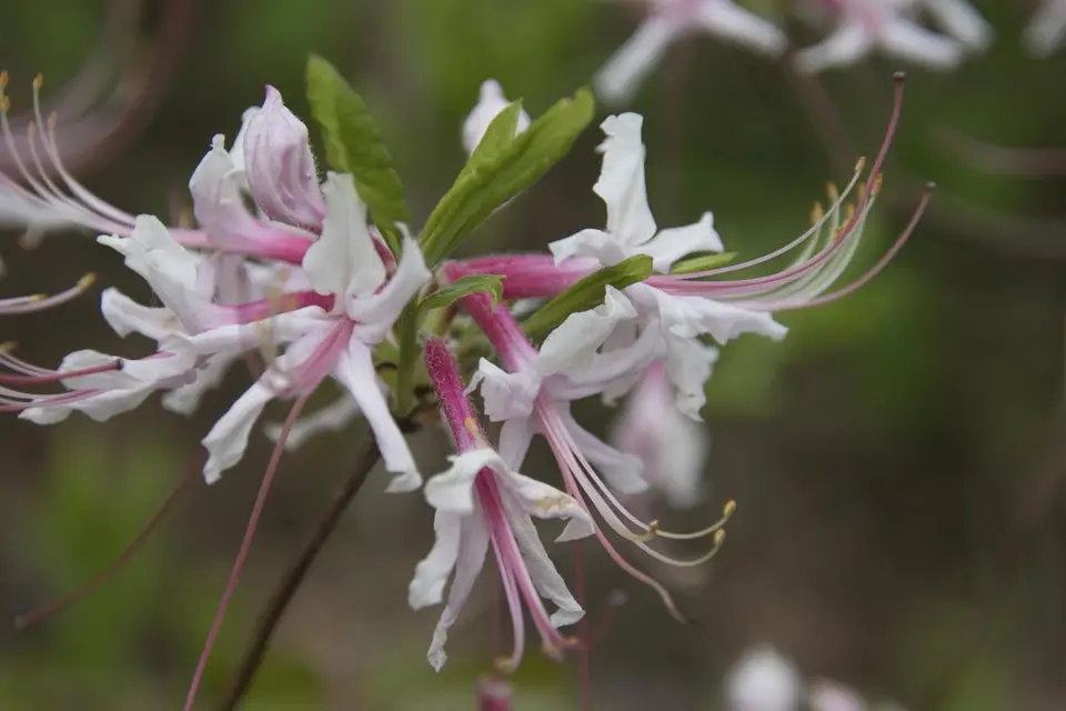 Pinxter Flower (Rhododendron periclymenoides)