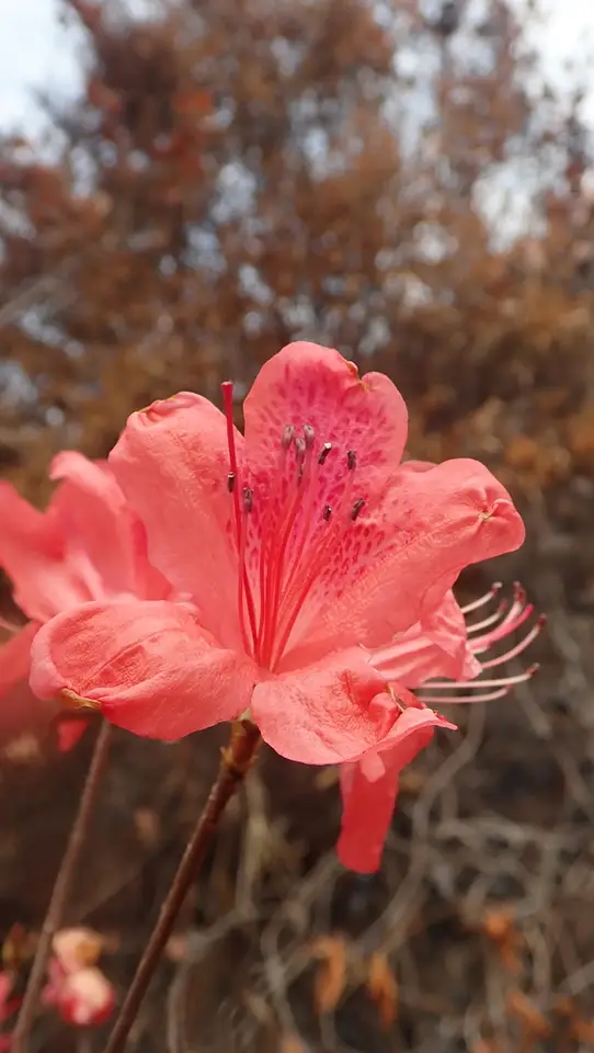 Red Azalea (Rhododendron simsii)