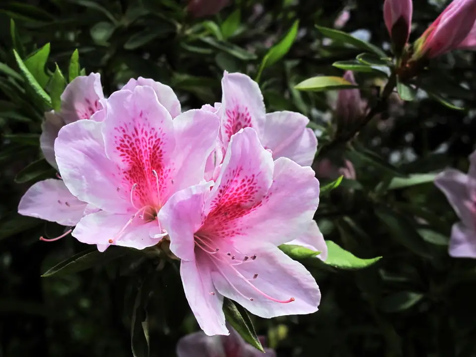 Lovely Azalea (Rhododendron × pulchrum)