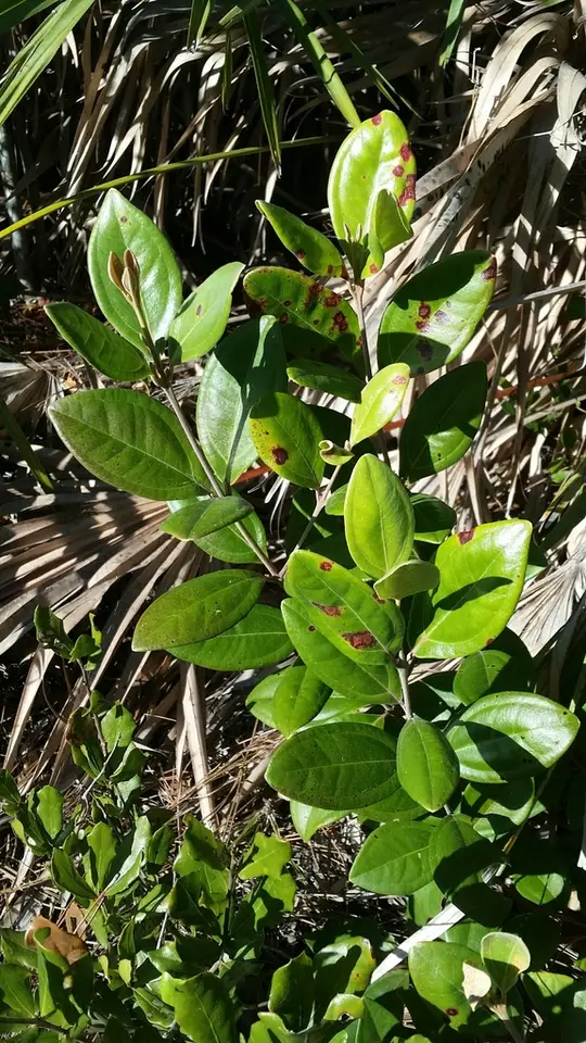 Rose Myrtle (Rhodomyrtus tomentosa)