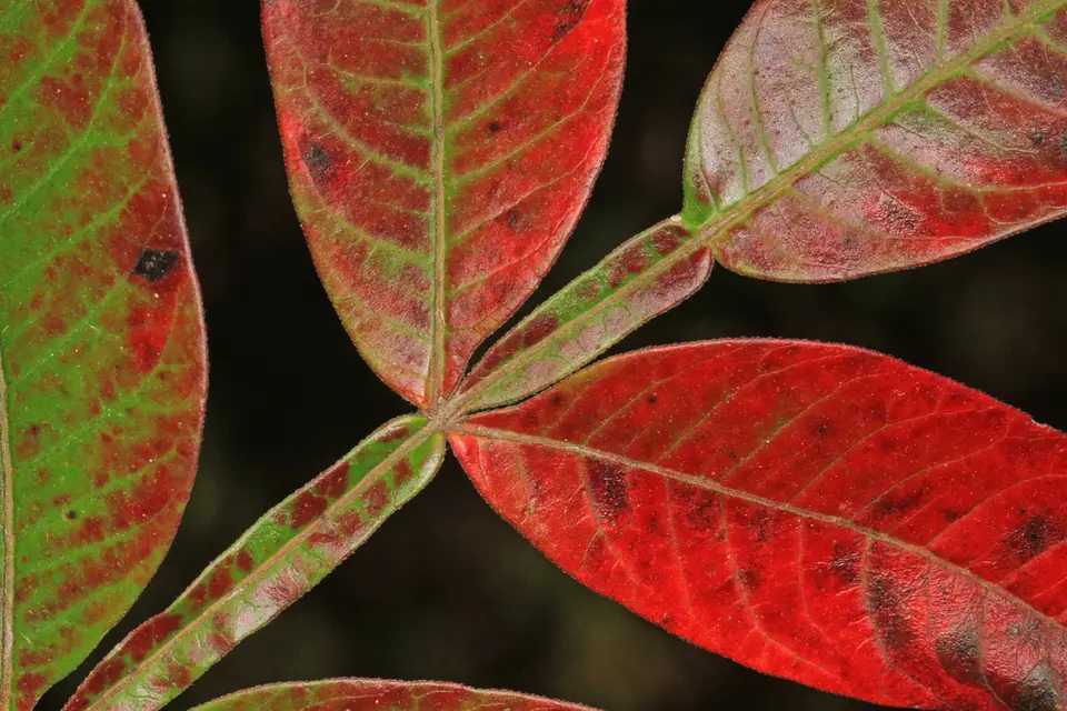 Shining Sumac (Rhus copallinum)