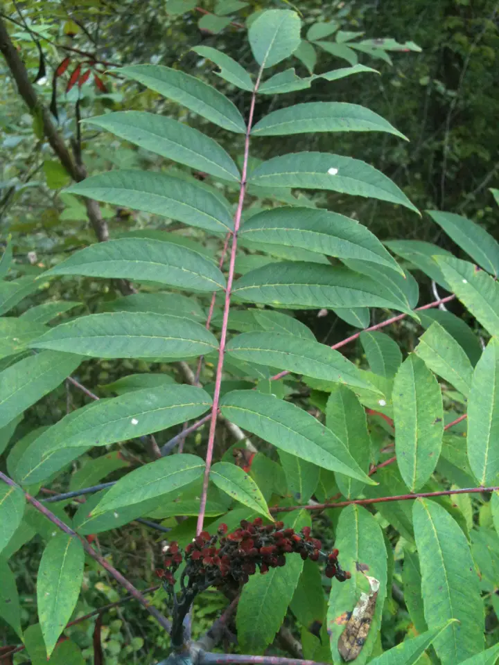 Smooth Sumac (Rhus glabra)