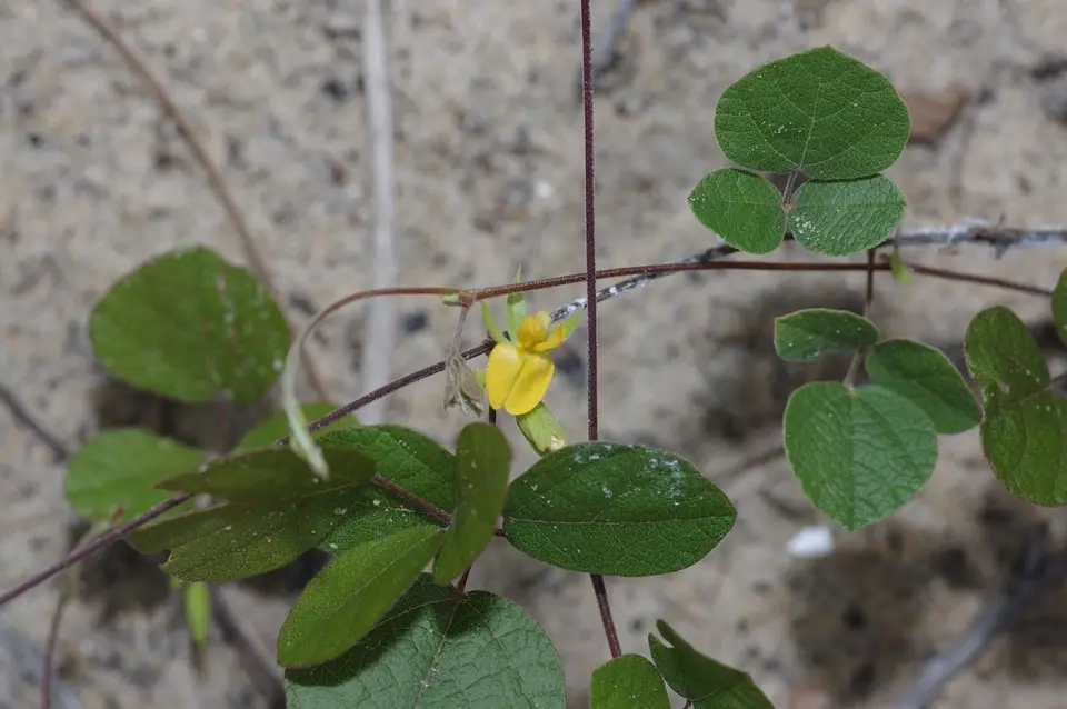 Brownhair Snoutbean (Rhynchosia cinerea)