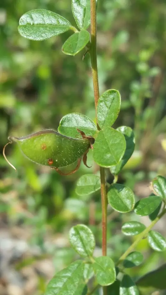 Royal Snoutbean (Rhynchosia cytisoides)