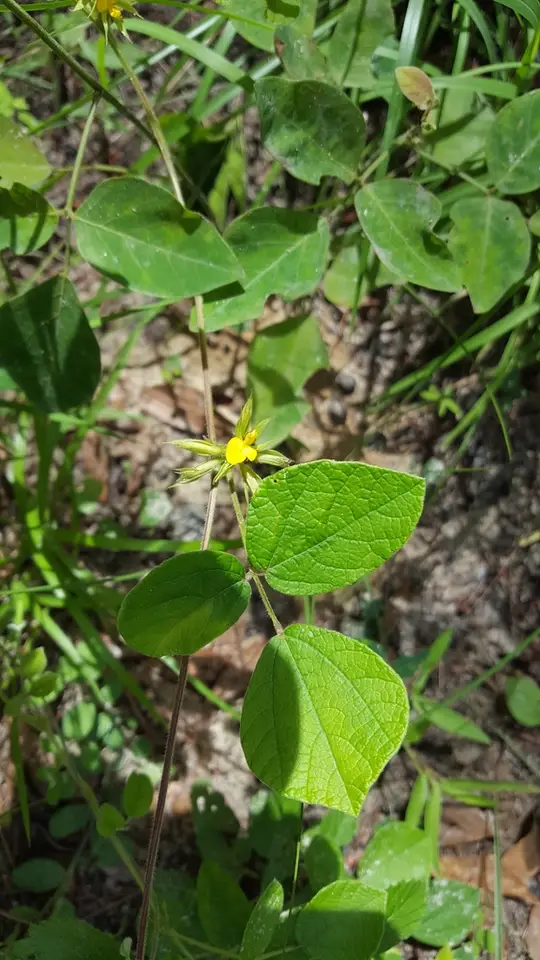 Doubleform Snoutbean (Rhynchosia difformis)