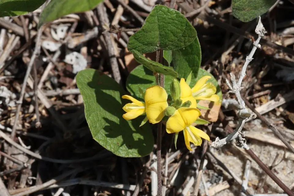 Michaux's Snoutbean (Rhynchosia michauxii)