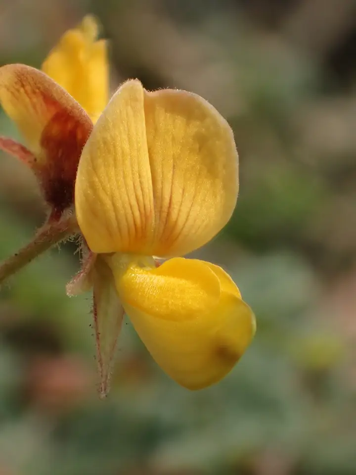 Least Snoutbean (Rhynchosia minima)