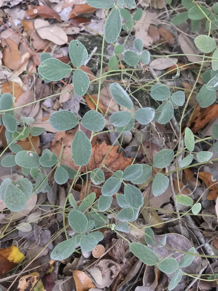 Small-Leaf Snoutbean (Rhynchosia parvifolia)
