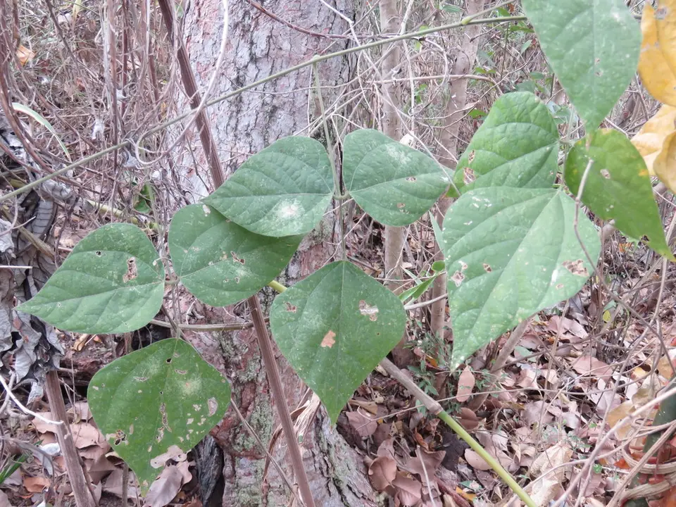 Rosary Snoutbean (Rhynchosia precatoria)