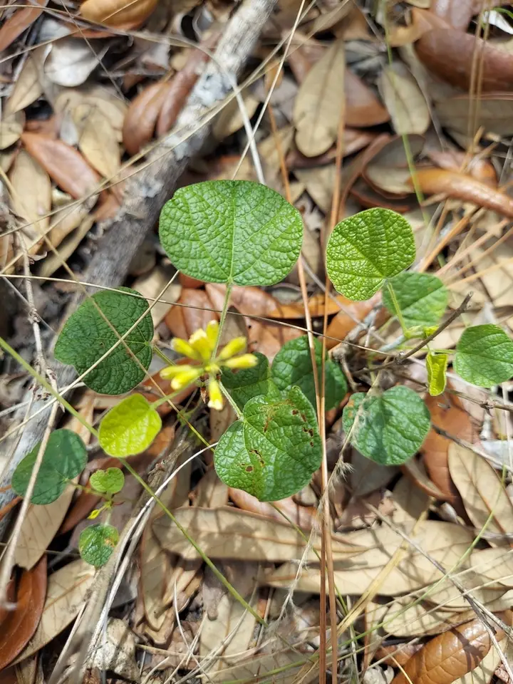 Dollarleaf (Rhynchosia reniformis)