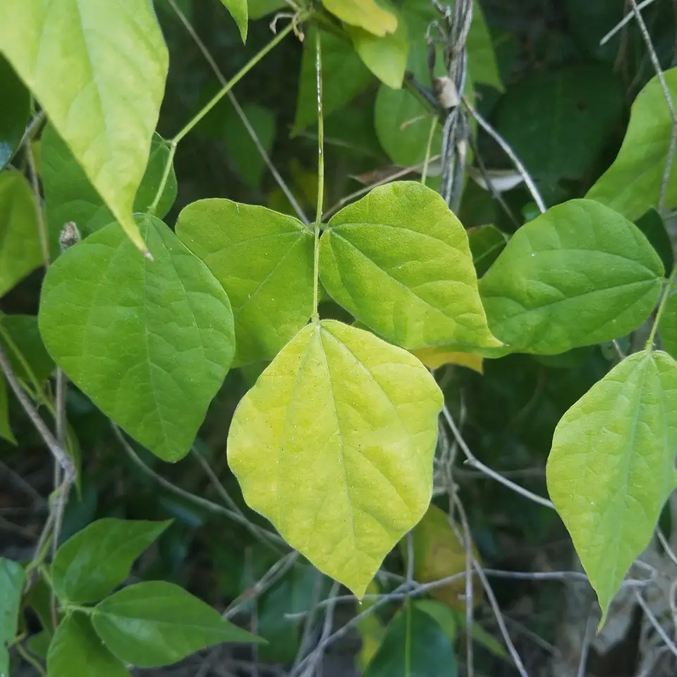Swartz's Snoutbean (Rhynchosia swartzii)