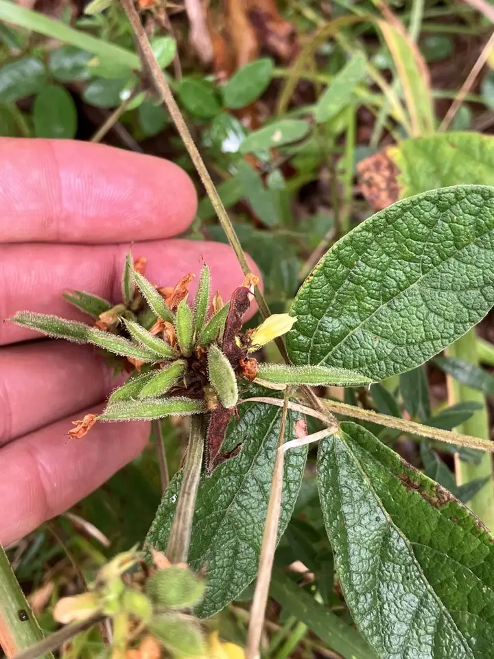 Twining Snoutbean (Rhynchosia tomentosa)