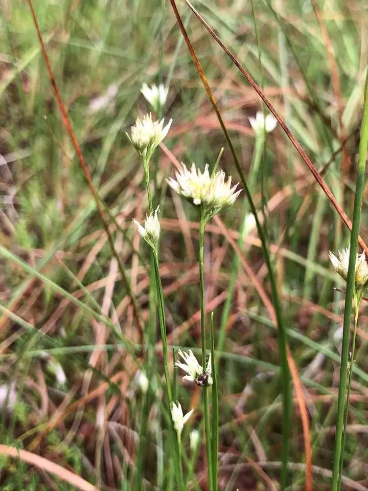 White Beak-Sedge (Rhynchospora alba)