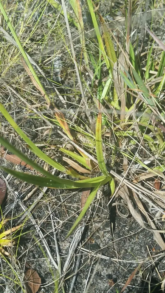 Baldwin's Beaksedge (Rhynchospora baldwinii)