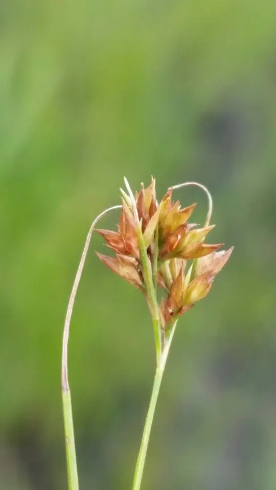 Rhynchospora brachychaeta (Rhynchospora brachychaeta)