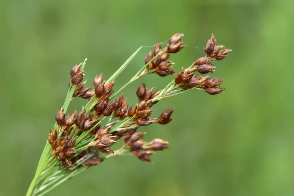 Anglestem Beaksedge (Rhynchospora caduca)