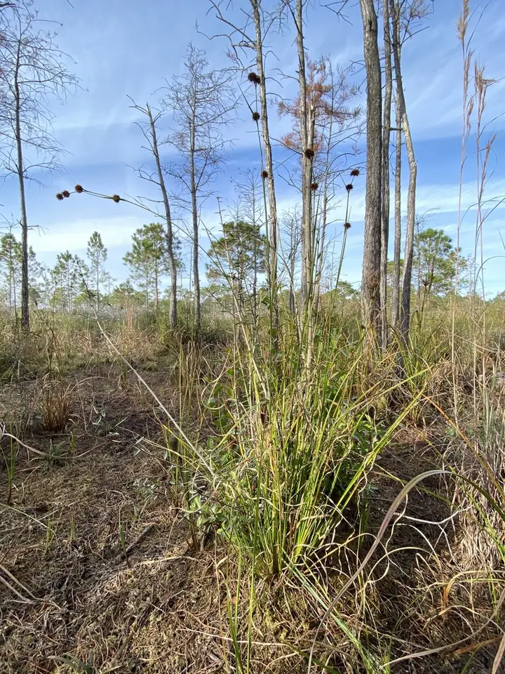 Bunched Beaksedge (Rhynchospora cephalantha)