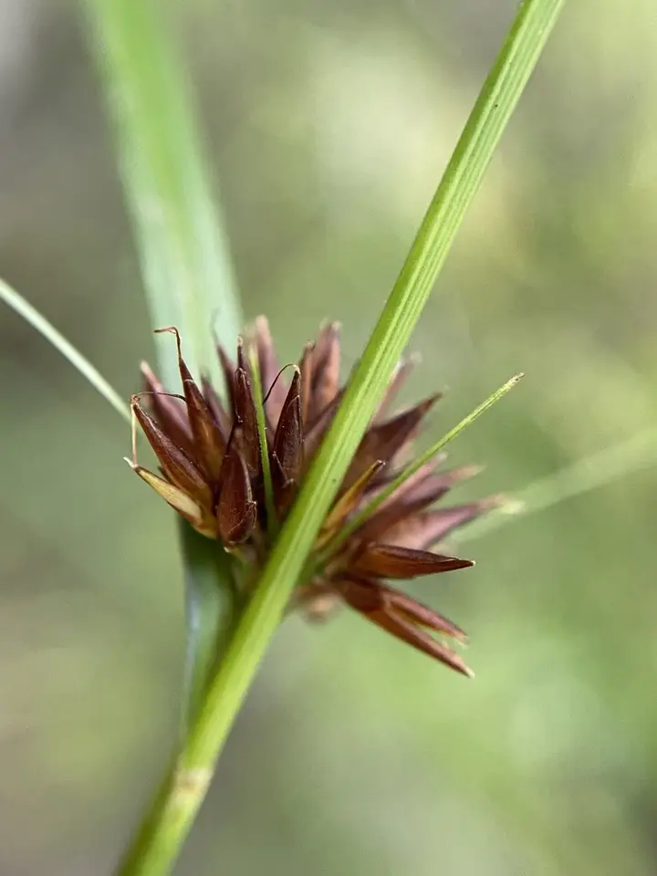 Loose-Head Beaksedge (Rhynchospora chalarocephala)