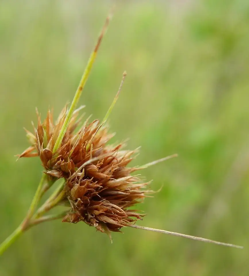 Chapman's Beaksedge (Rhynchospora chapmanii)