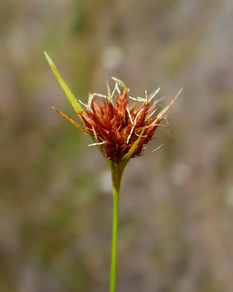 Fringed Beaksedge (Rhynchospora ciliaris)
